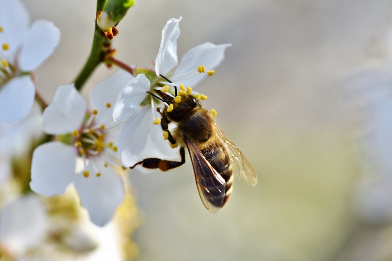 jardinerie-LE REVEST LES EAUX-min_bee-4092986